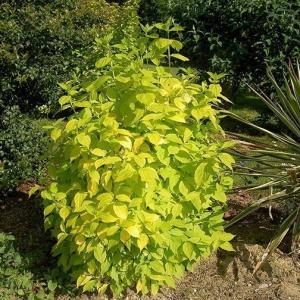 Чубушник венечный "Ауреус" 60-80 см сумка (вид 1) Чубушник венечный "Ауреус" 60-80 см сумка (вид 1)