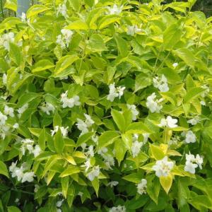 Чубушник венечный "Ауреус" 60-80 см сумка (вид 2) Чубушник венечный "Ауреус" 60-80 см сумка (вид 2)