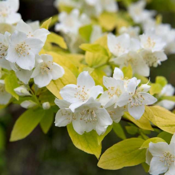 Чубушник венечный "Ауреус" 60-80 см сумка (вид 3) Чубушник венечный "Ауреус" 60-80 см сумка (вид 3)