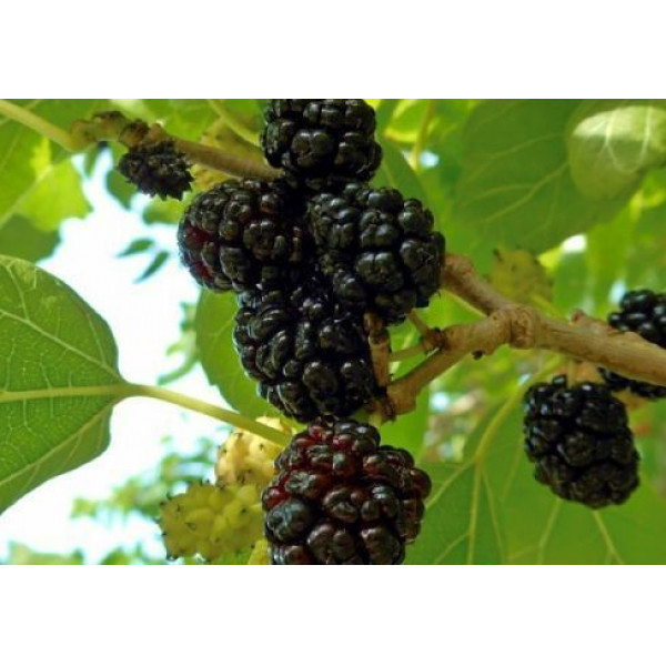 Шелковица черная С5-7,5 Шелковица черная С5-7,5