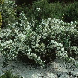 Чубушник Лемуана C2 УСП