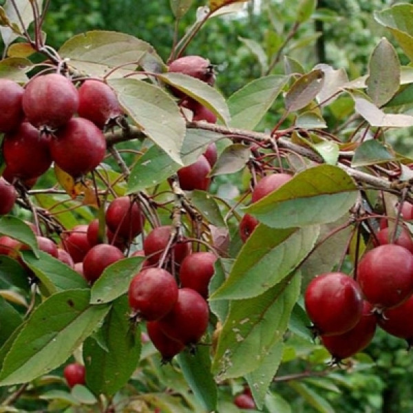 Яблоня Маковецкого С5-7,5 (вид 2)