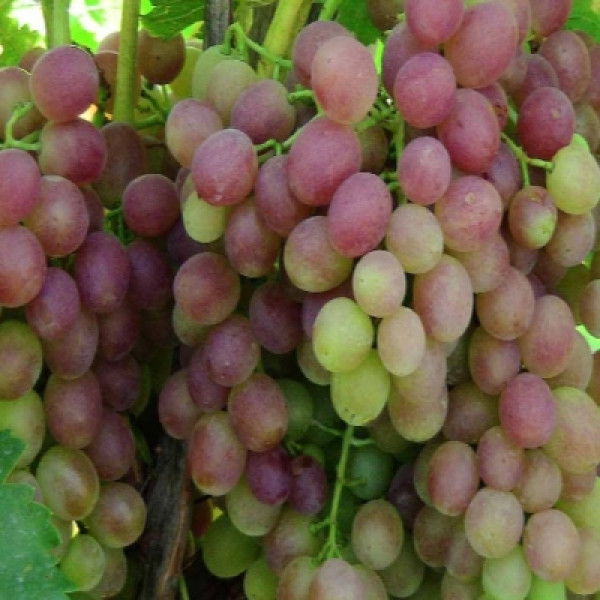 Виноград Ливия (вид 1)