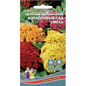 Целозия Коралловый Сад Уральский дачник